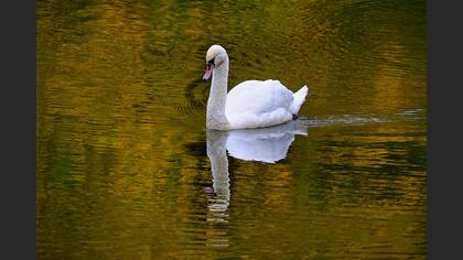 Kuğu » Mute Swan » Cygnus olor