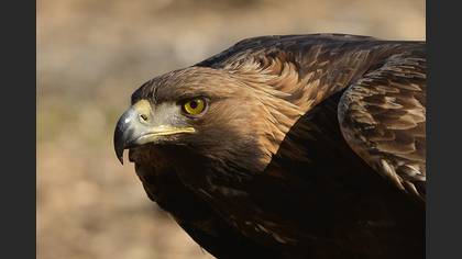 Kaya kartalı » Golden Eagle » Aquila chrysaetos