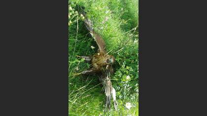 Kızıl şahin » Long-legged Buzzard » Buteo rufinus