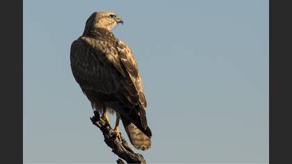 Kızıl şahin » Long-legged Buzzard » Buteo rufinus
