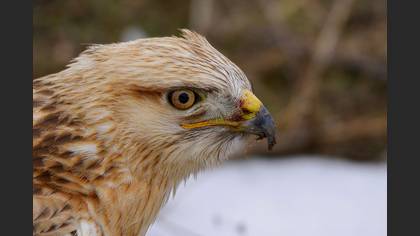 Kızıl şahin » Long-legged Buzzard » Buteo rufinus