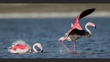 Flamingo