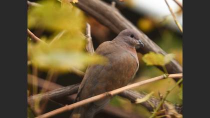 Küçük kumru
