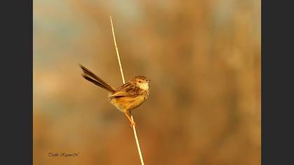 Dikkuyruklu ötleğen » Delicate prinia » Prinia lepida