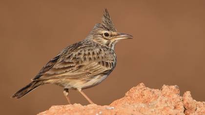 Tepeli toygar » Crested Lark » Galerida cristata