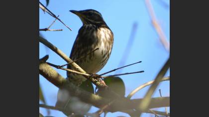 Kızıl ardıç