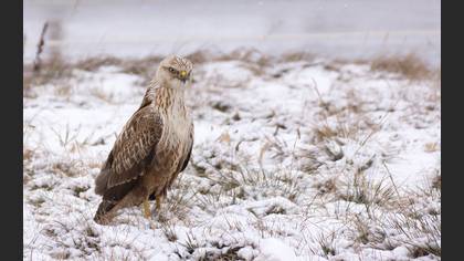 Kızıl şahin » Long-legged Buzzard » Buteo rufinus