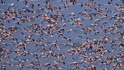 Flamingo