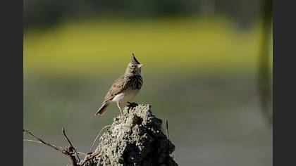 Tepeli toygar » Crested Lark » Galerida cristata
