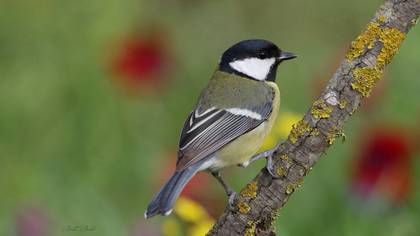 Büyük baştankara » Great Tit » Parus major