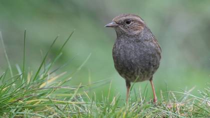 Dağbülbülü » Dunnock » Prunella modularis