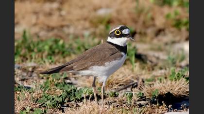 Halkalı küçük cılıbıt » Little Ringed Plover » Charadrius dubius