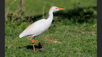 Sığır balıkçılı » Western Cattle Egret » Ardea ibis
