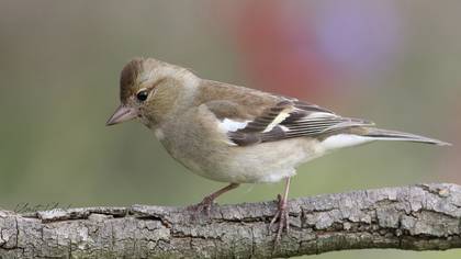 İspinoz » Common Chaffinch » Fringilla coelebs