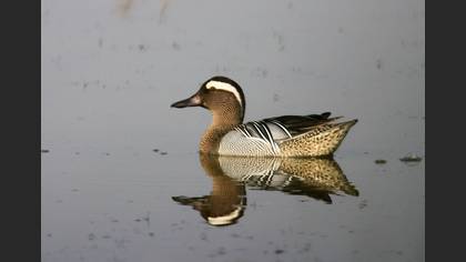 Çıkrıkçın » Garganey » Spatula querquedula