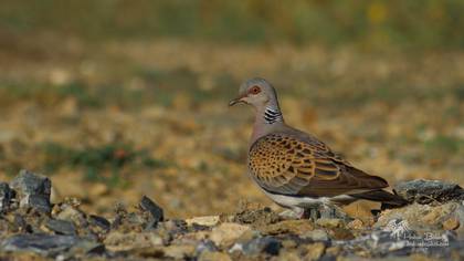 Üveyik » European Turtle Dove » Streptopelia turtur