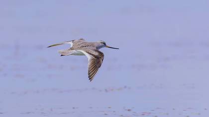 Terek düdükçünü » Terek Sandpiper » Xenus cinereus