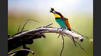 Arıkuşu » European Bee-eater » Merops apiaster