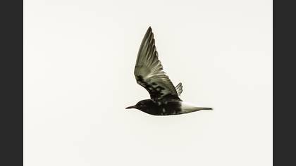 Akkanatlı sumru » White-winged Tern » Chlidonias leucopterus