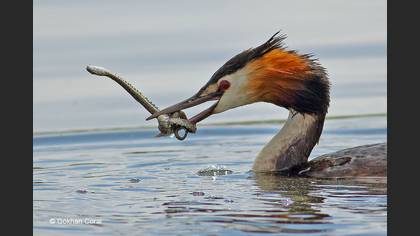 Bahri » Great Crested Grebe » Podiceps cristatus