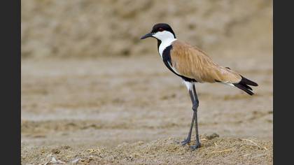 Mahmuzlu kızkuşu » Spur-winged Lapwing » Vanellus spinosus