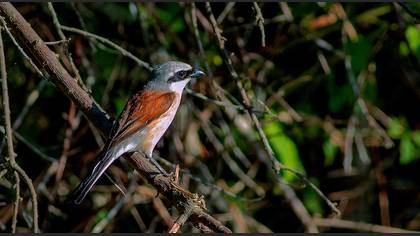 Kızılsırtlı örümcekkuşu » Red-backed Shrike » Lanius collurio