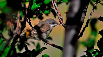 Akgerdanlı ötleğen » Common Whitethroat » Sylvia communis