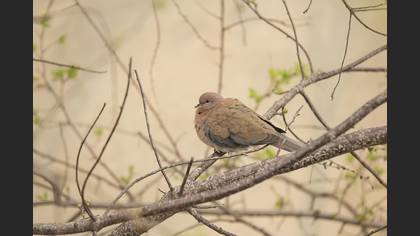 Küçük kumru » Laughing Dove » Spilopelia senegalensis