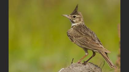 Tepeli toygar » Crested Lark » Galerida cristata