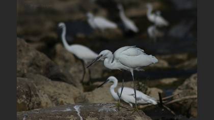 Küçük ak balıkçıl