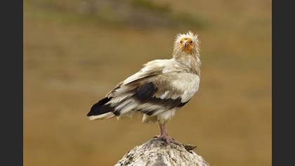 Küçük akbaba
