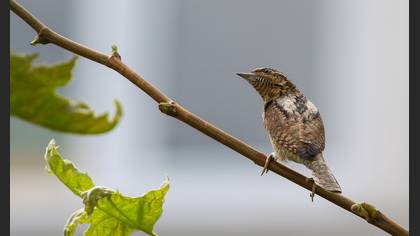 Boyunçeviren » Eurasian Wryneck » Jynx torquilla