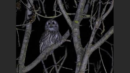 Alaca baykuş » Tawny Owl » Strix aluco