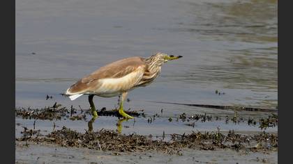 Alaca balıkçıl » Squacco Heron » Ardeola ralloides