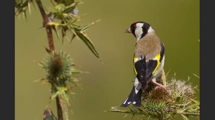 Saka » European Goldfinch » Carduelis carduelis