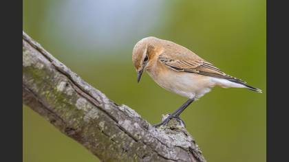 Kuyrukkakan » Northern Wheatear » Oenanthe oenanthe