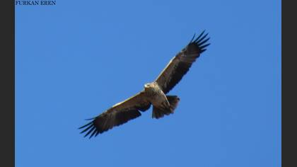 Şah kartal