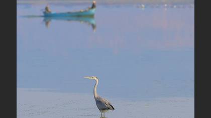 Gri balıkçıl » Grey Heron » Ardea cinerea