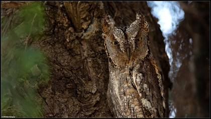 İshakkuşu » Eurasian Scops Owl » Otus scops