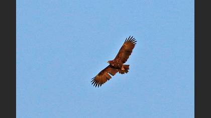 Büyük orman kartalı » Greater Spotted Eagle » Clanga clanga
