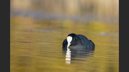 Sakarmeke » Eurasian Coot » Fulica atra