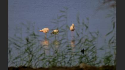 Flamingo