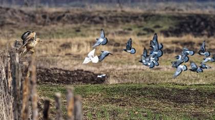 Kızıl şahin » Long-legged Buzzard » Buteo rufinus