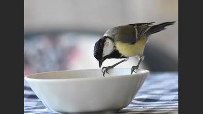 Büyük baştankara » Great Tit » Parus major