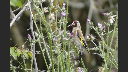 Saka » European Goldfinch » Carduelis carduelis