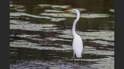 Büyük ak balıkçıl » Great Egret » Ardea alba