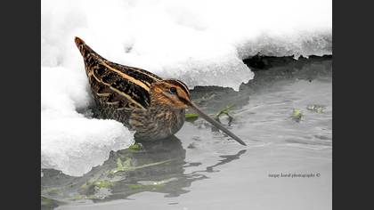 Suçulluğu » Common Snipe » Gallinago gallinago