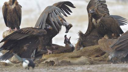 Kara akbaba » Cinereous Vulture » Aegypius monachus