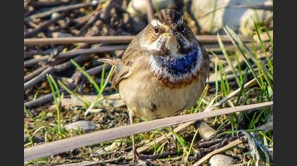 Mavigerdan » Bluethroat » Luscinia svecica