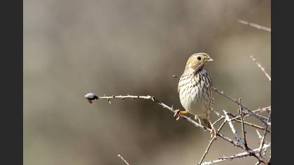 Tarla kirazkuşu